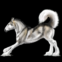 /album/a3/malamute-di-png/